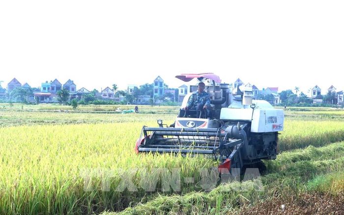 Máy gặt đập liên hợp giúp nông dân xã Thần Khê, tỉnh Hưng Yên đẩy nhanh tiến độ thu hoạch lúa. Ảnh: Đinh Văn Nhiều - TTXVN