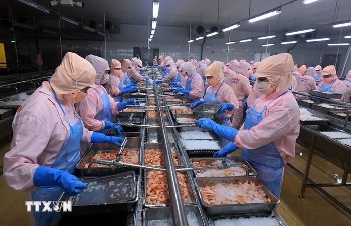 Chế biến tôm xuất khẩu ở Đồng bằng sông Cửu Long. Ảnh: TTXVN