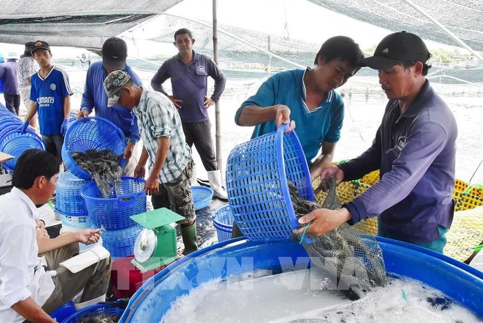 Nông dân xã Long Thành thu hoạch tôm thẻ chân trắng nuôi công nghệ cao. Ảnh: Thanh Hòa - TTXVN