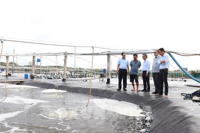 Phó Chủ tịch UBND tỉnh Vĩnh Long Châu Văn Hòa và đoàn công tác khảo sát vùng nuôi tôm công nghệ cao ở phường Trường Long Hòa. Ảnh: Thanh Hòa - TTXVN