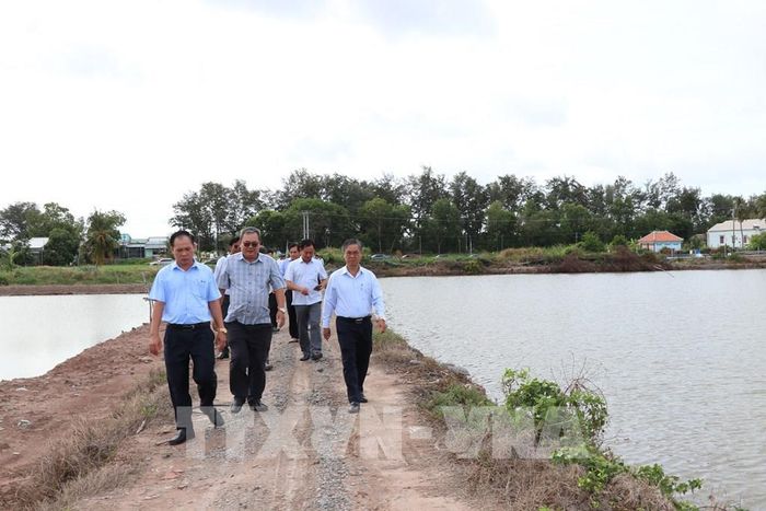 Phó Chủ tịch UBND tỉnh Vĩnh Long Châu Văn Hòa và đoàn công tác khảo sát vùng nuôi thủy sản ở phường Trường Long Hòa. Ảnh: Thanh Hòa - TTXVN