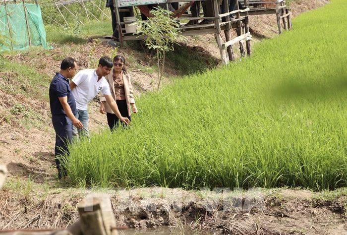 Nông dân học tập kinh nghiệm sản xuất trên đồng ruộng. Ảnh: Hồng Nhung – TTXVN