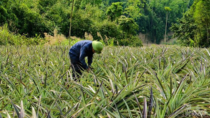 Người trồng dứa Mường Nhà phải đối mặt với diễn biến phức tạp của thời tiết cực đoan.