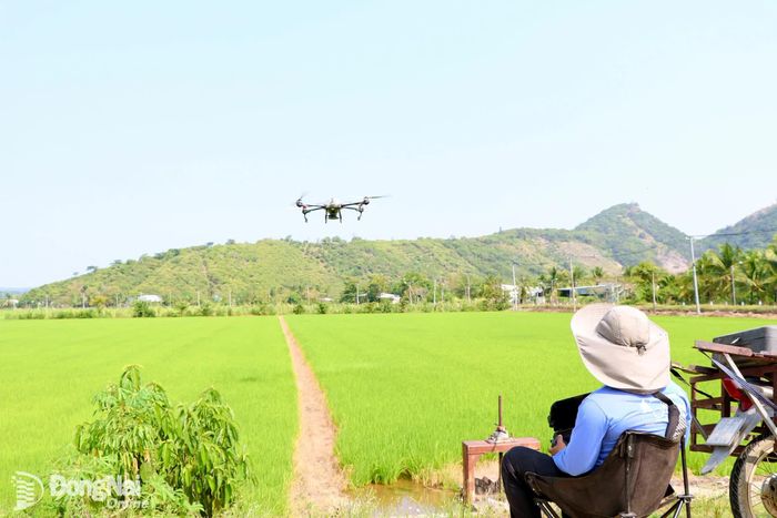 Hợp tác xã Dịch vụ nông nghiệp Bầu Kiên (xã Thanh Sơn) sử dụng máy bay không người lái trong sản xuất nông nghiệp.