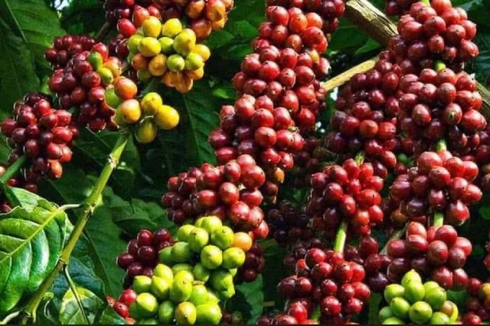 Tại Gia Lai và Đắk Lắk, giá cà phê đồng loạt tăng 400 đồng/kg, hiện ở mức 85.500 đồng/kg. Ảnh: M.T