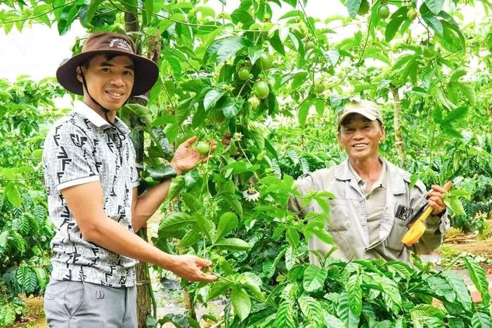  Hàng nghìn hecta chanh dây ở Gia Lai đã tham gia chuỗi liên kết sản xuất. Ảnh: N.S 