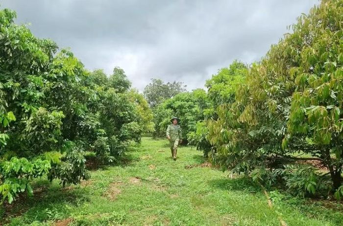  Nhờ canh tác theo hướng hữu cơ, nhiều vườn cây chủ lực ở Gia Lai đã xây dựng được mã số vùng trồng. Ảnh: N.S 