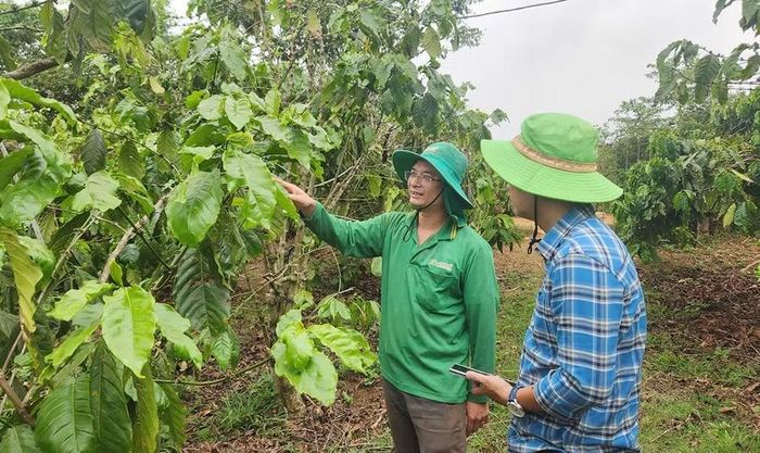  Nhờ tham gia tổ liên kết sản xuất nông nghiệp xanh nên vườn cà phê của anh Ngô Thân Thương (phải) phát triển tốt, cho năng suất ổn định. Ảnh: N.S 