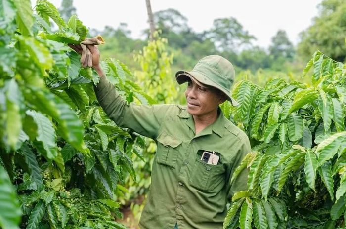  Nhiều gia đình thành công với vườn cà phê trồng theo hướng hữu cơ. Ảnh: N.S 