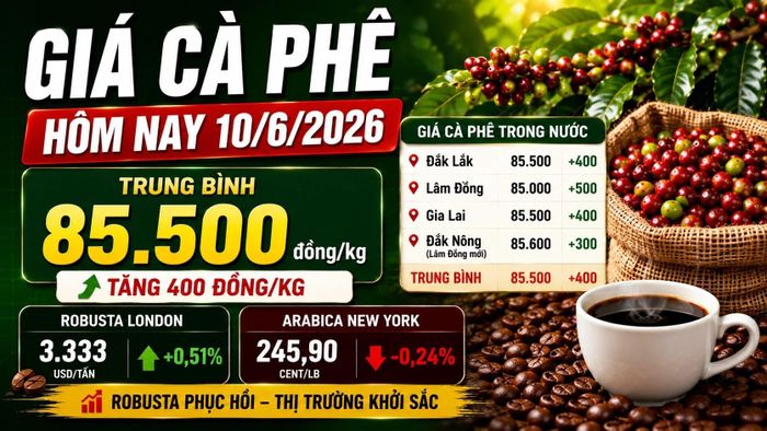 Cập nhật giá cà phê trong nước và thế giới sáng 10/6/2026. Hình minh họa