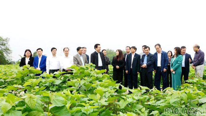 Ban Tuyên giáo và Dân vận Trung ương phối hợp với Tỉnh ủy Lào Cai tổ chức đoàn khảo sát thực tế việc triển khai thí điểm mô hình “Xã xã hội chủ nghĩa” tại xã Trấn Yên.