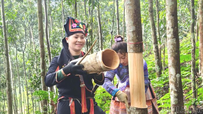 Người dân xã Tân Hợp thu hoạch quế.