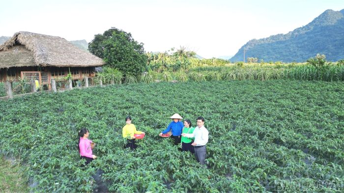 Liên kết trồng ớt xuất khẩu tại xã Lâm Thượng.