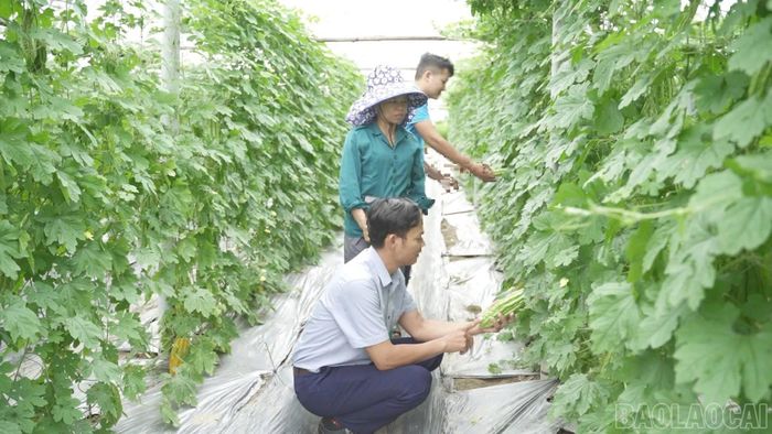 Mô hình trồng mướp đắng lấy hạt xuất khẩu của nông dân phường Cầu Thia.
