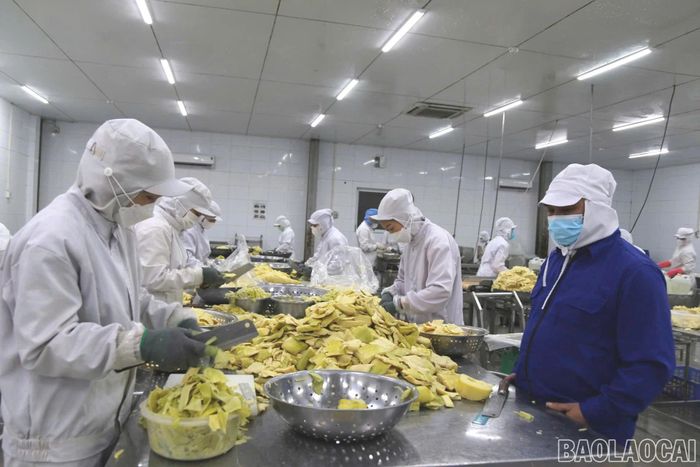 Liên kết trồng, chế biến măng Bát độ tại xã Hưng Khánh.