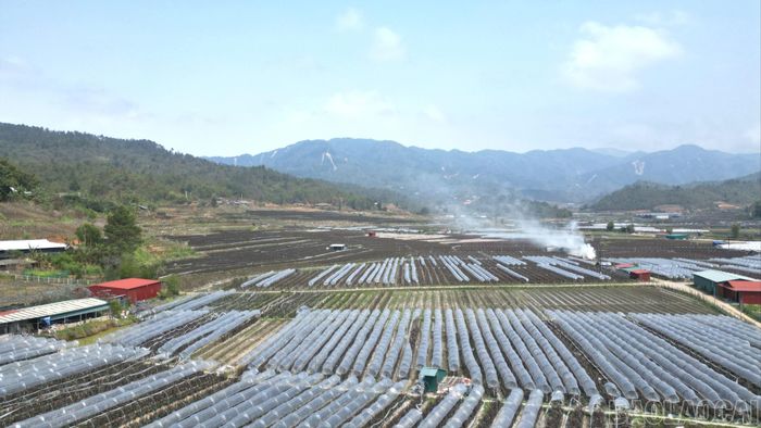 Cánh đồng hoa tại xã Púng Luông.