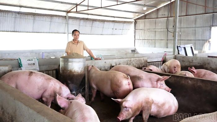 Tái đàn gắn với các biện pháp phòng, chống dịch bệnh là giải pháp giúp người chăn nuôi ổn định sinh kế và phát triển sản xuất.
