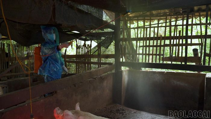 Ông Lò Văn Tuấn, thôn Nam Vai, xã Gia Hội phun thuốc khử trùng chuồng trại, chủ động bảo vệ đàn lợn trước nguy cơ dịch tả lợn châu Phi.