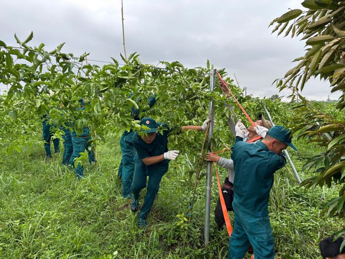 Dựng lại giàn chanh dây bị xô đổ sau giông lốc