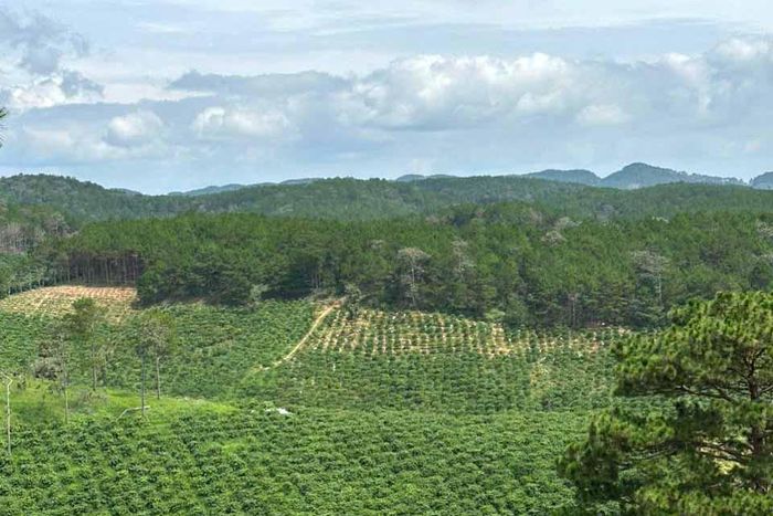 Một phần hiện trạng rừng tại xã Ninh Gia, khu vực đoàn giám sát kiểm tra (Ảnh: Nam Phong)