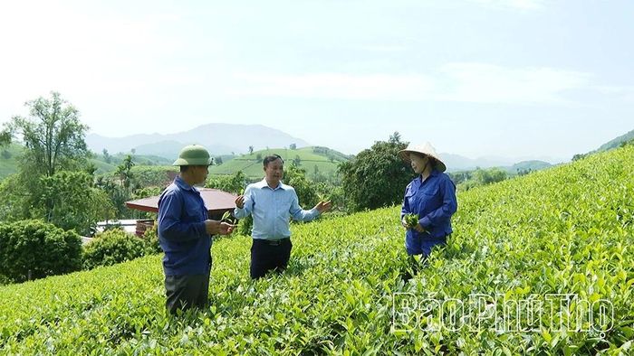 Mô hình sản xuất chè theo tiêu chuẩn VietGAP.