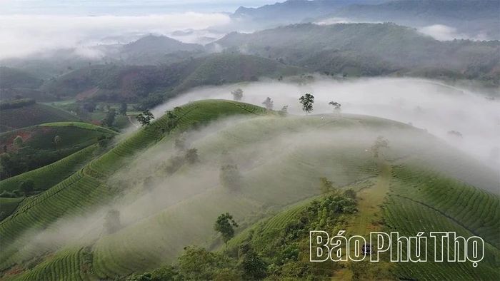 Đồi Chè Long Cốc.