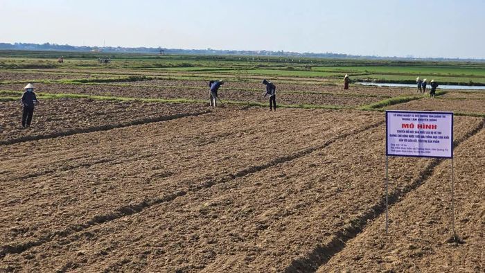 Triển khai mô hình trồng ngô sinh khối gắn với bao tiêu sản phẩm tại các xã - Ảnh: Phan Khiêm
