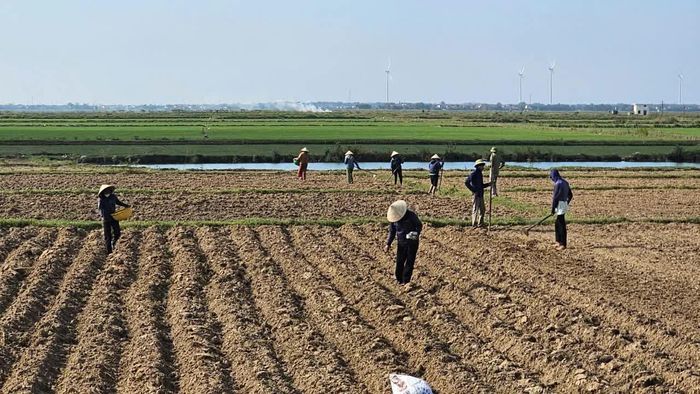 Nông dân Hợp tác xã Vạn Phúc (xã Trường Ninh) khẩn trương gieo trồng ngô sinh khối trên đất lúa thiếu nước - Ảnh: Phan Khiêm