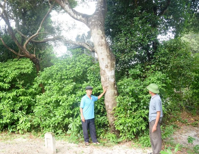 Cây ô dược thuộc nhóm gỗ quý trong rừng cát Cu Hoan - Ảnh: Đ.V