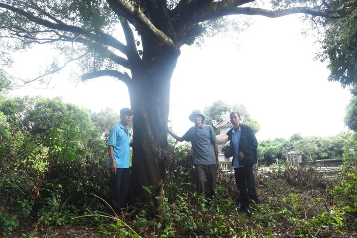 Cây cổ thụ trong rú Cu Hoan - Ảnh: Đ.V