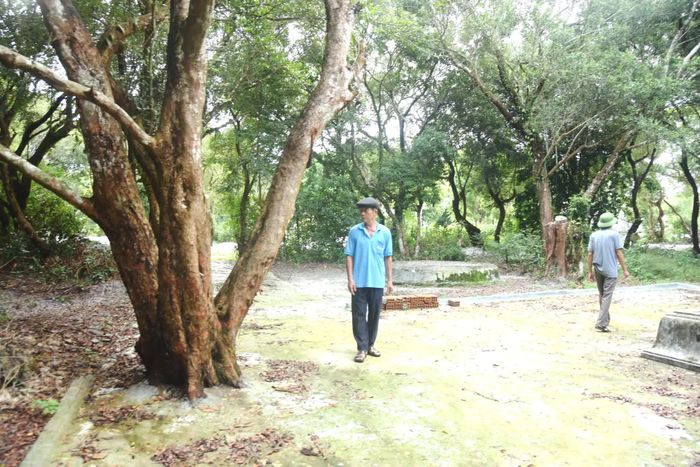 Một gốc cây trâm bầu cổ thụ - Ảnh: Đ.V