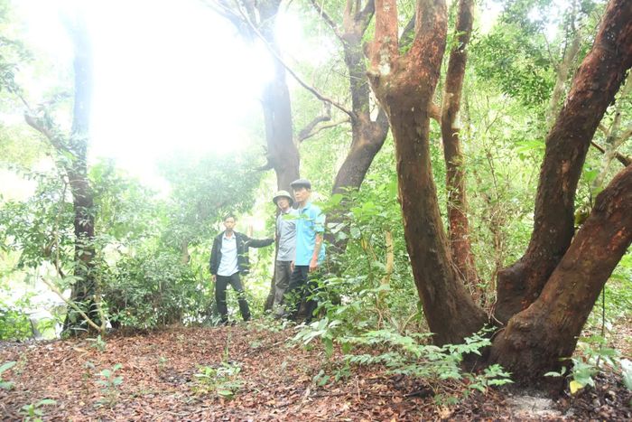 Khu rừng vùng cát làng Cu Hoan trong lành với những tán cây xanh mát - Ảnh: Đ.V