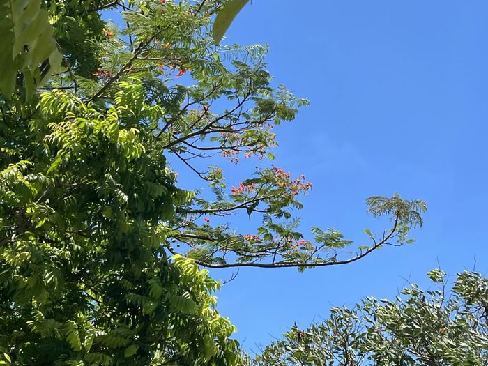 Hoa phượng vươn mình trong nắng - Ảnh: N.T