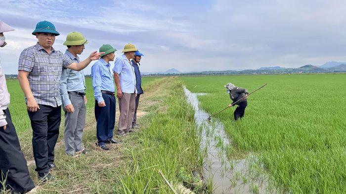 Chi cục Trồng trọt và Bảo vệ thực vật tỉnh kiểm tra mô hình mở rộng sản xuất lúa vụ hè-thu tại Hợp tác xã Sản xuất, kinh doanh dịch vụ nông nghiệp Thống Nhất, xã Trường Ninh - Ảnh: Quang Ngọc