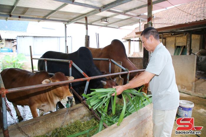 Mô hình nuôi bò sinh sản của hội viên nông dân bản Liên Hưng, xã Tô Múa.