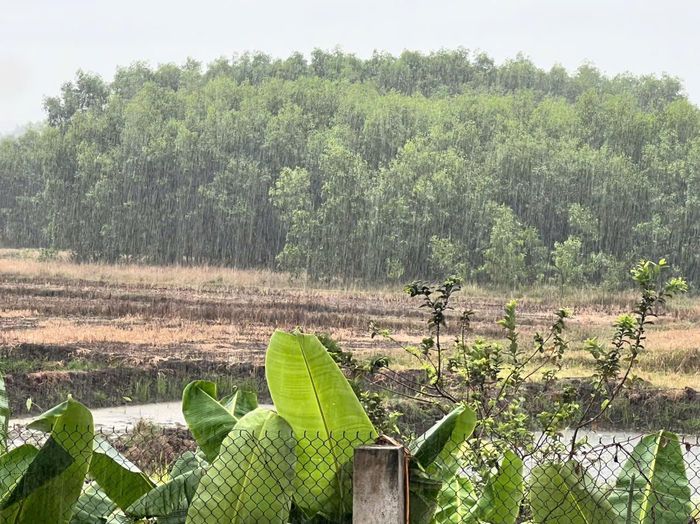 Trận mưa vào ngày 10/6 đã kéo nền nhiệt xuống thấp, giúp nhiều cánh đồng khô hạn trở nên mát mẻ hơn.