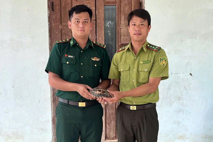 Đồn Biên phòng Hương Nguyên bàn giao cá thể Rùa hộp trán vàng cho cơ quan chức năng.