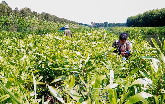 Công ty TNHH MTV Lâm nghiệp U Minh Hạ đang ứng dụng công nghệ cấy mô để tạo ra những cây giống có năng suất cao, kháng sâu bệnh tốt và hạn chế đổ gãy.