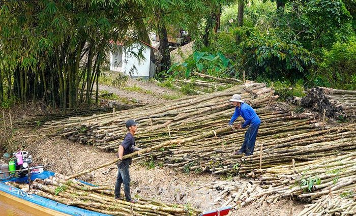 Hiện nay, đời sống người dân trong lâm phần ngày càng được cải thiện nhờ năng suất, chất lượng rừng trồng nâng lên.