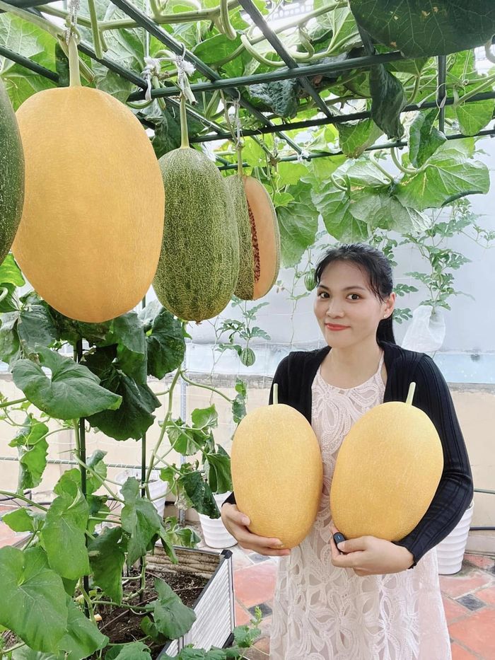 Niềm vui đơn giản của chị Ánh là nhìn vườn dưa xanh mướt mỗi ngày.
