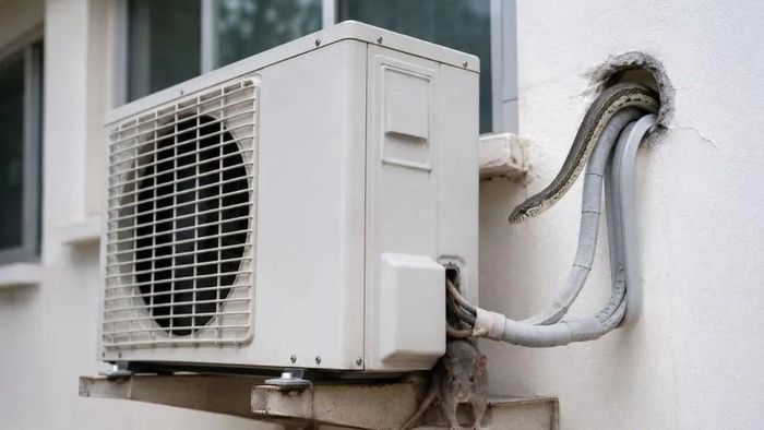 Chuột là nguyên nhân khiến rắn xuất hiện quanh khu vực kẽ hở lắp đặt điều hòa