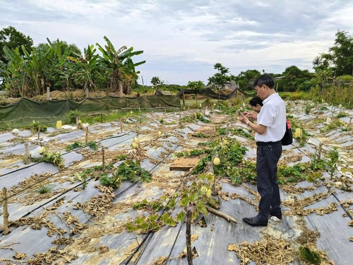 Sáng 09/6, đồng chí Đặng Hữu Hải – Bí thư Đảng ủy, Chủ tịch HĐND phường Hương An (Tp. Huế) đã trực tiếp khảo sát thực tế mô hình trồng dưa lê lai dưa lưới