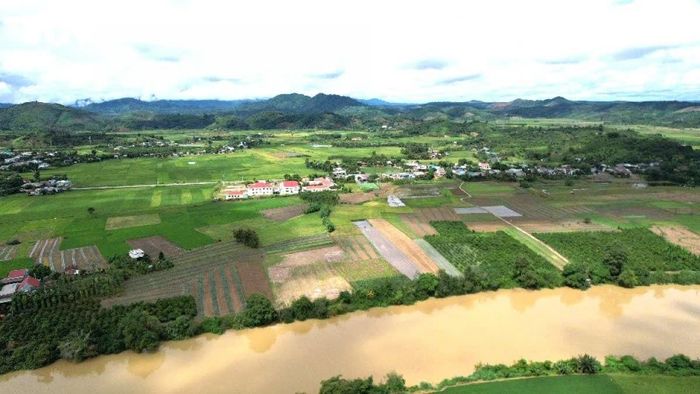 Cánh đồng lúa dọc sông Krông Nô, hạ du hồ chứa thủy điện Buôn Tua Srah.