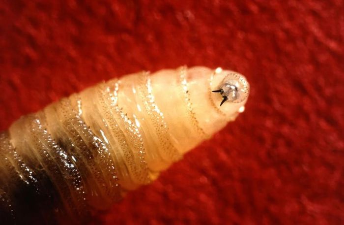 New World Screwworm là ấu trùng của một loài ruồi ký sinh ăn mô sống