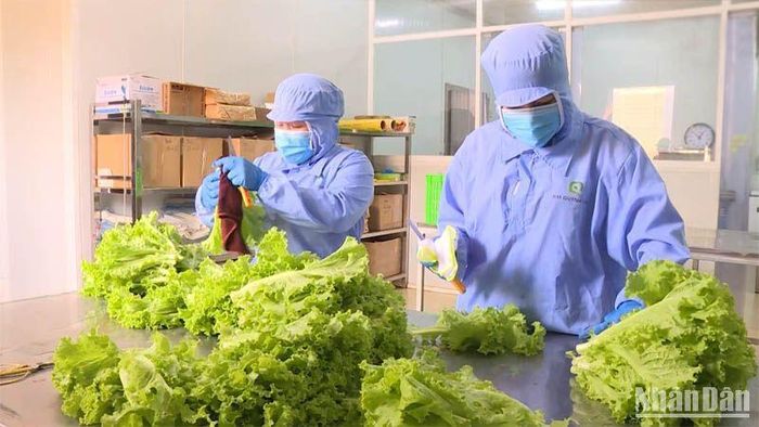 Bảo quản, chế biến một công đoạn quan trọng của nông nghiệp hữu cơ (ND onlie)