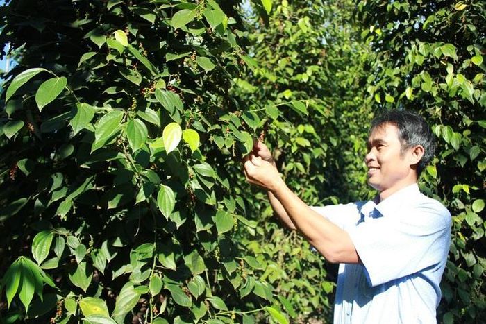 Nghiên cứu phát triển cây hồ tiêu hữu cơ ở Tây Nguyên