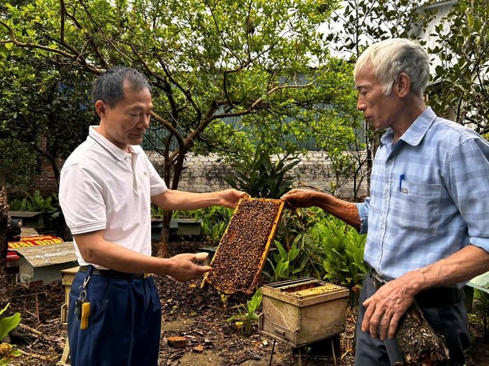 Ông Đỗ Hữu Canh, Chủ tịch Hợp tác xã Dịch vụ nông nghiệp Kim Sơn thường xuyên cùng các thành viên kiểm tra chất lượng đàn ong. Ảnh: Trần Hằng