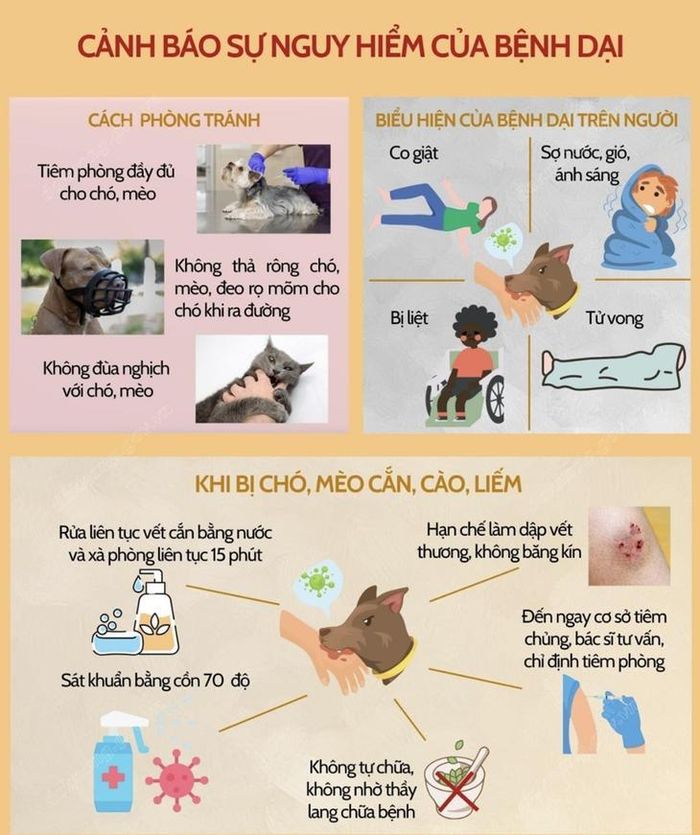 CDC Nghệ An khuyến cáo người dân khi bị chó, mèo cắn, cào hoặc liếm vào vết thương hở cần rửa ngay vết thương dưới vòi nước chảy bằng xà phòng trong ít nhất 15 phút, sau đó sát khuẩn và nhanh chóng đến cơ sở y tế để được tư vấn, đánh giá nguy cơ phơi nhiễm và điều trị dự phòng.