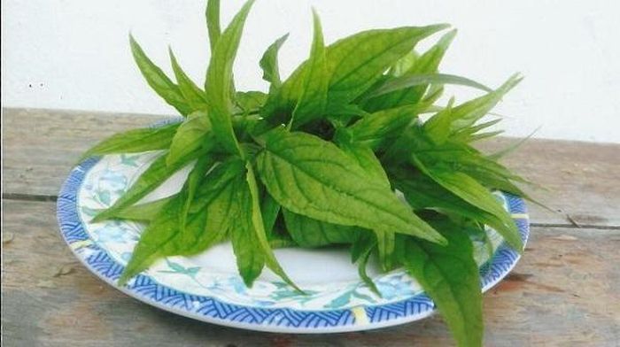 Lá xương khỉ tươi nấu với thịt bằm là cách chế biến đơn giản nhưng giữ được hoạt chất của dược liệu.