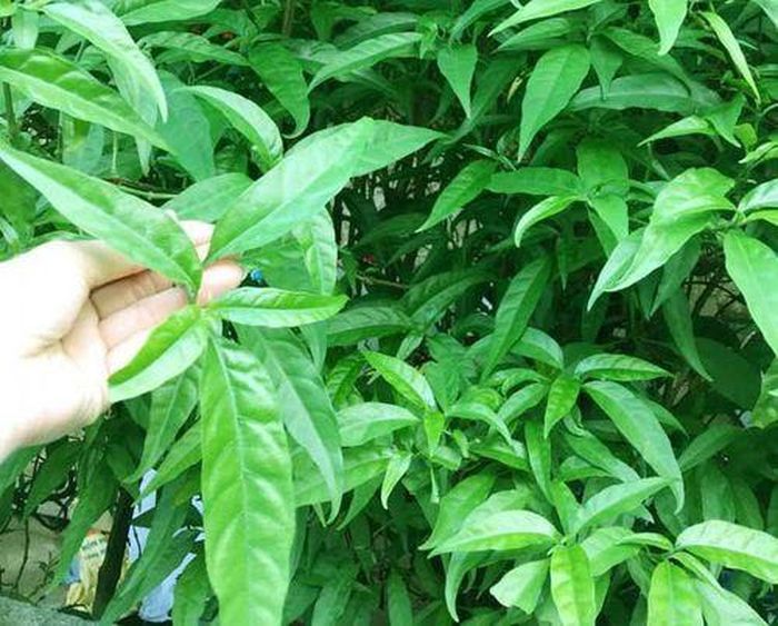 Cây xương khỉ chứa nhiều nhóm hoạt chất có lợi cho sức khỏe.